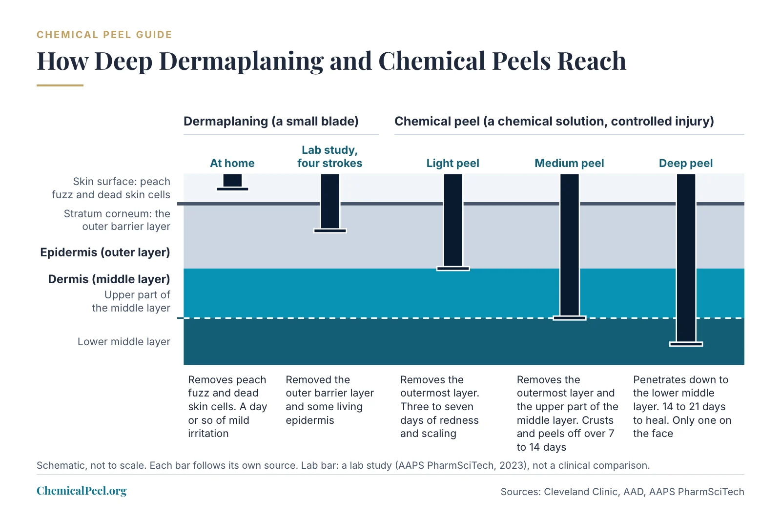 Skin cross-section with the epidermis above the dermis. At-home dermaplaning removes peach fuzz and dead skin cells at the surface, and in a lab study four strokes removed the outer barrier layer and some living epidermis; a light peel removes the outermost layer, a medium peel also reaches the upper part of the middle layer, and a deep peel reaches the lower middle layer.